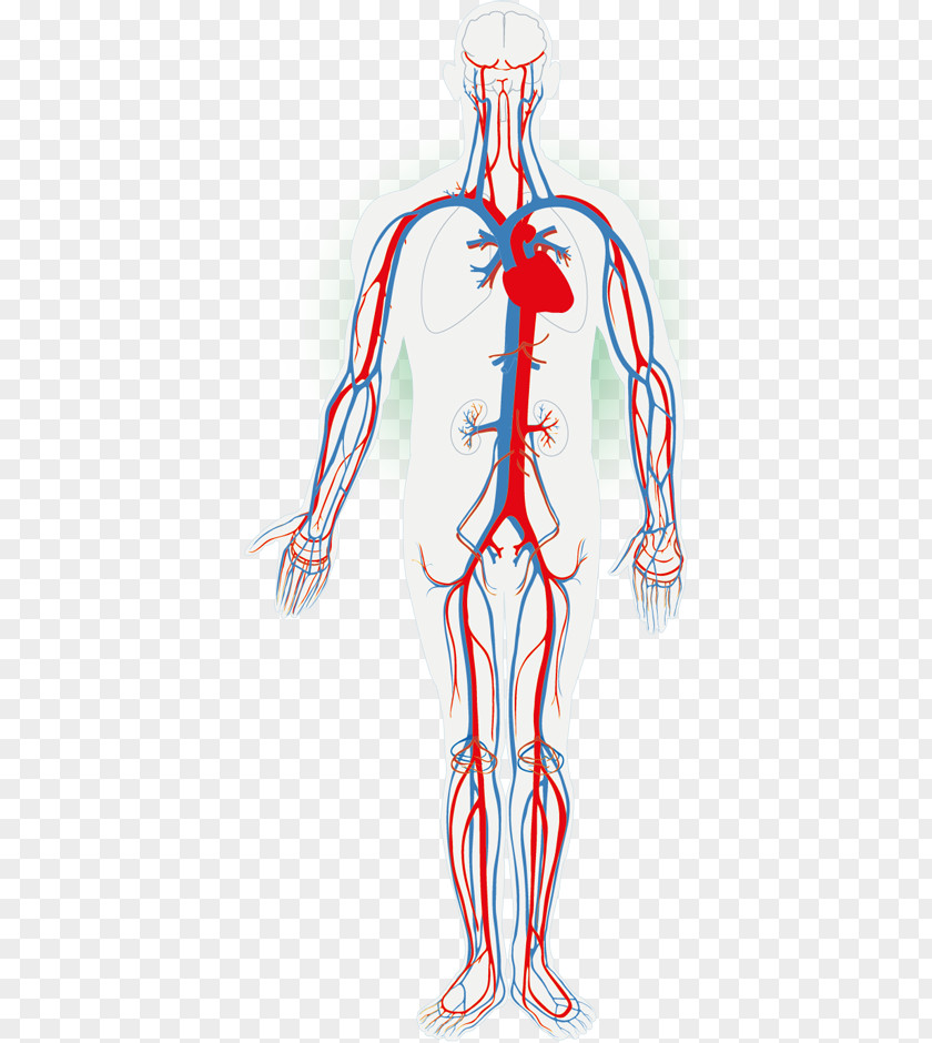 Circulatory System Human Body Organ Anatomy The Cardiovascular PNG system body System, blood clipart PNG