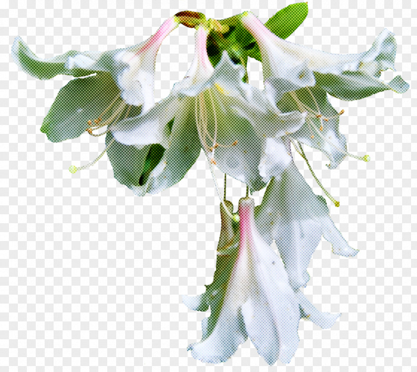Flower White Plant Petal Cut Flowers PNG