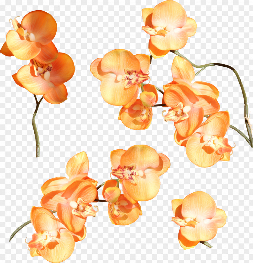 MEXICAN FLOWERS Orchids Cut Flowers Clip Art PNG