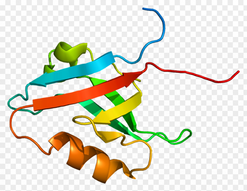 Sodium-hydrogen Exchange Regulatory Cofactor 2 Protein Hydrogen–deuterium Solute Carrier Family PNG