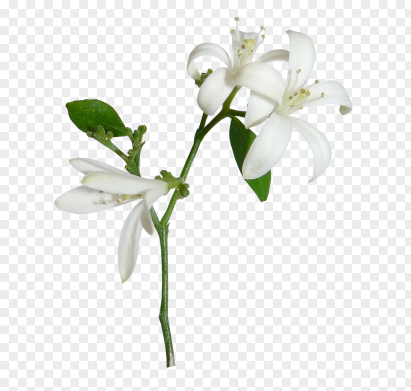 White Lily Light Lilium Candidum Flower PNG