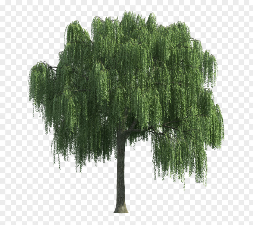 Affixed Graphic Tree Image Clip Art Stock Photography PNG