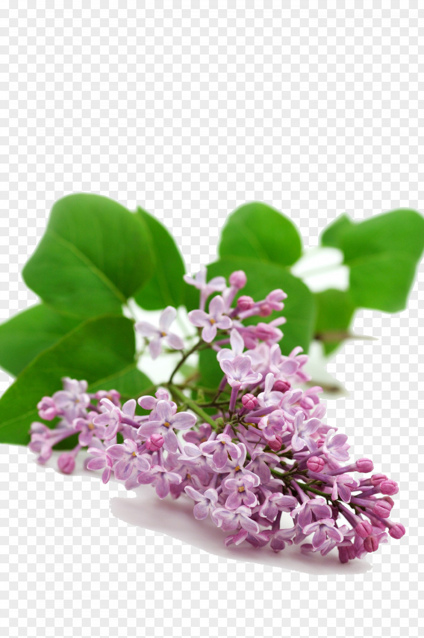 Bouquet Of Purple Flowers Flower Rose PNG