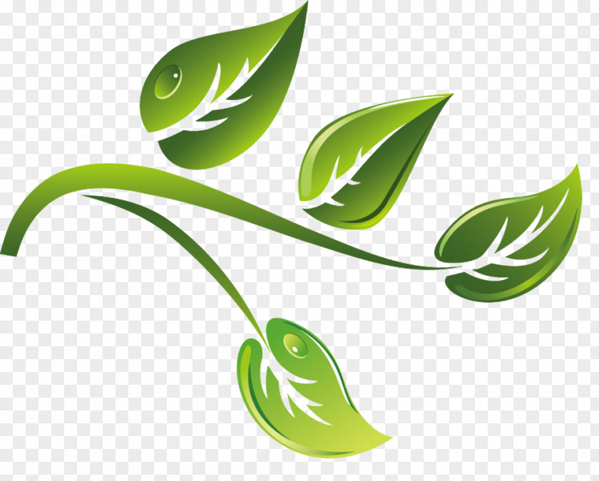 Green Tea Branch Vector Material Cartoon PNG