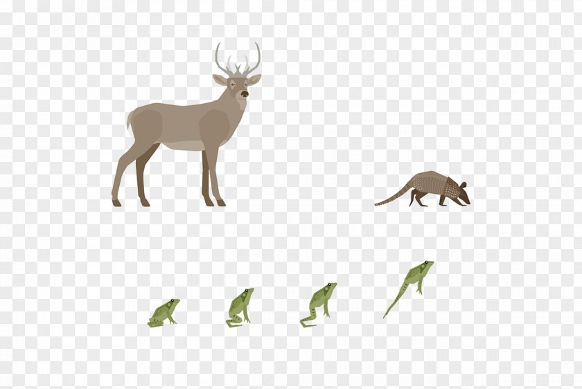 Reindeer Antler Fauna Wildlife PNG