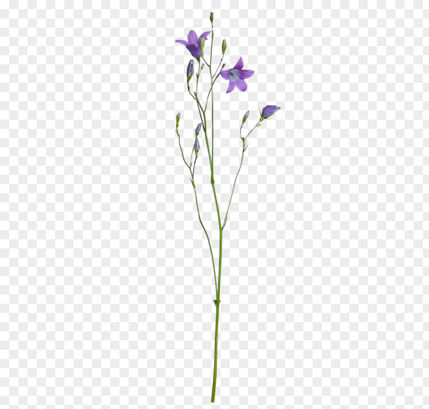 Beautiful Plant Floral Design Purple Flower PNG