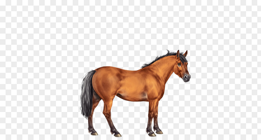 Chestnut Thoroughbred Rein Mane Stallion Mustang Mare PNG