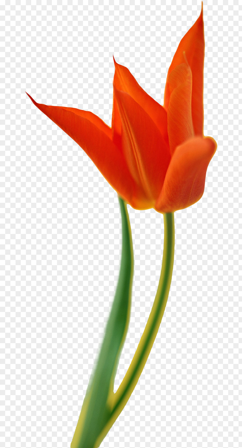 Tulip Flower Yellow JPEG Image PNG
