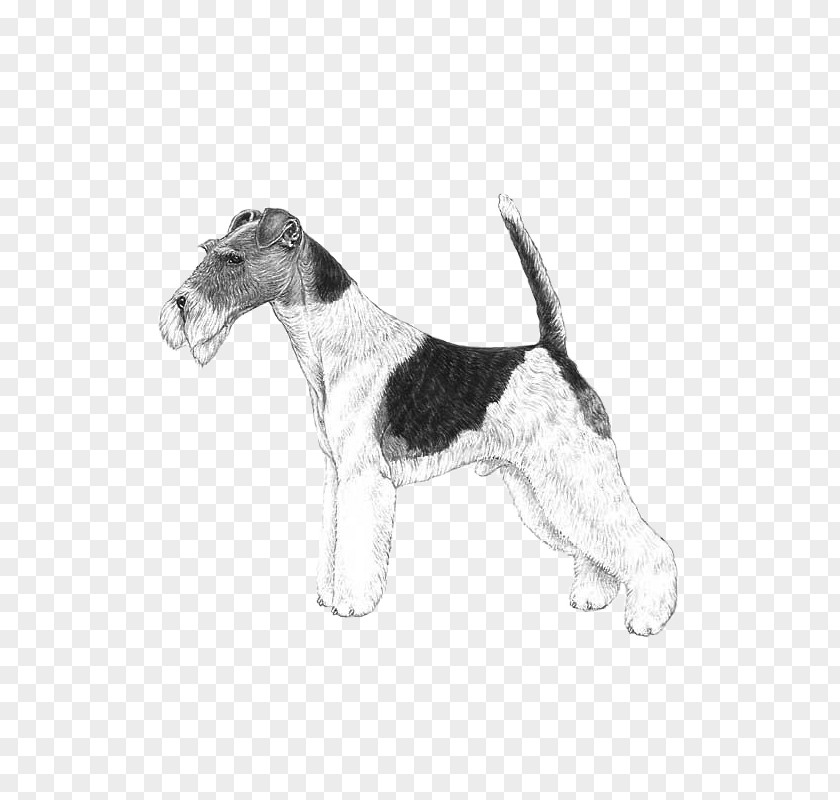 West Highland Terrier Wire Hair Fox Petit Basset Griffon Vendéen Dog Breed Grand PNG