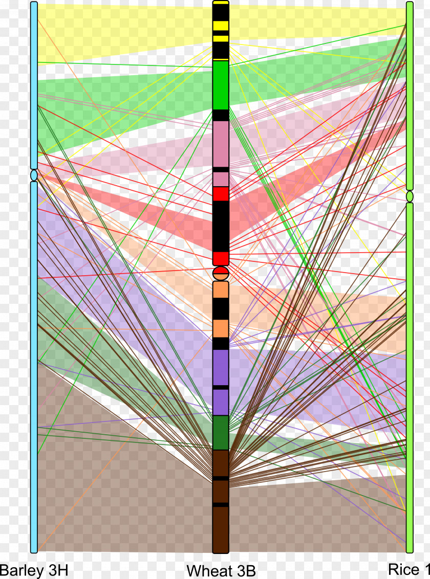 Wheat Pattern Graphic Design Line PNG