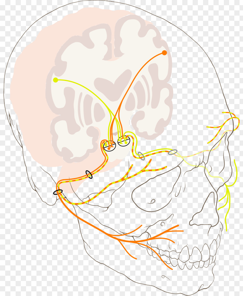 Cranial Nerves Facial Nerve Trigeminal Upper Motor Neuron PNG