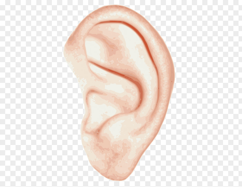 Ear Anatomy Inner Hearing Clip Art PNG