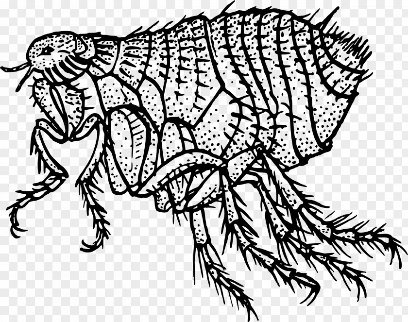 Flea Dog Insect Black Death Cat PNG