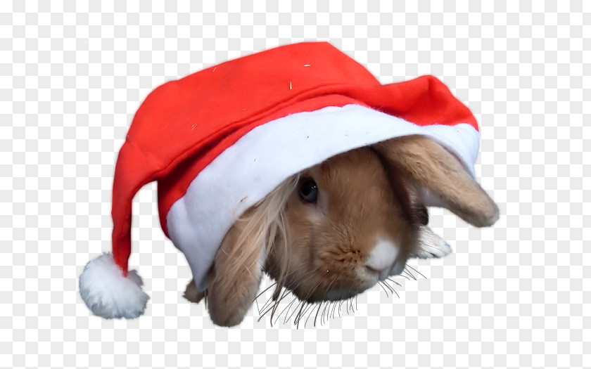 Nikita Domestic Rabbit Whiskers Snout PNG