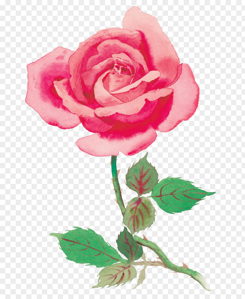 Rose Stock Photography Clip Art PNG