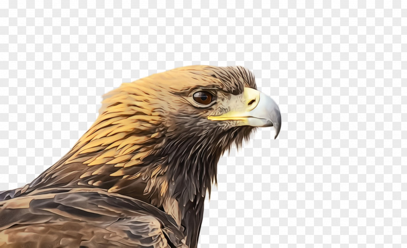 Sea Eagle Feather Cartoon Nature Background PNG