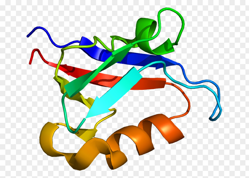 Signal Transducing Adaptor Protein Amyloid Precursor Complex PDZ Domain PNG