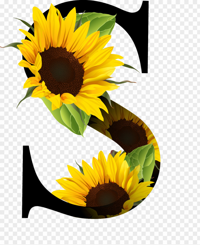 Sunflower Oil Letter Alphabet PNG