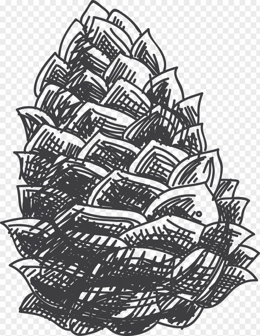 Vector Painted Pinecone Drawing Black And White Croquis Sketch PNG
