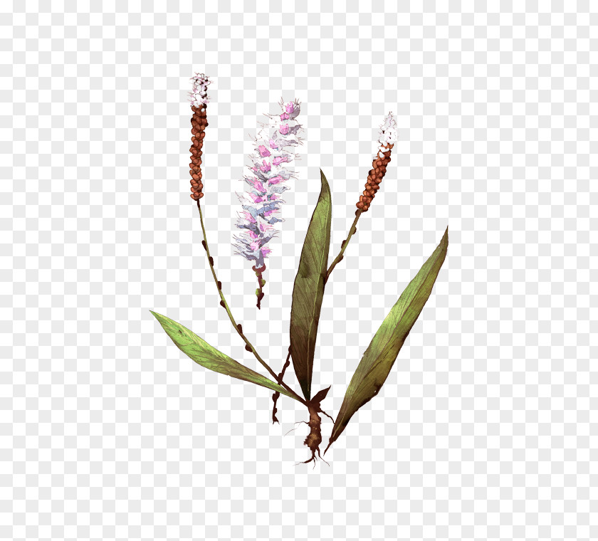 Water Smartweed Plant Flower PNG