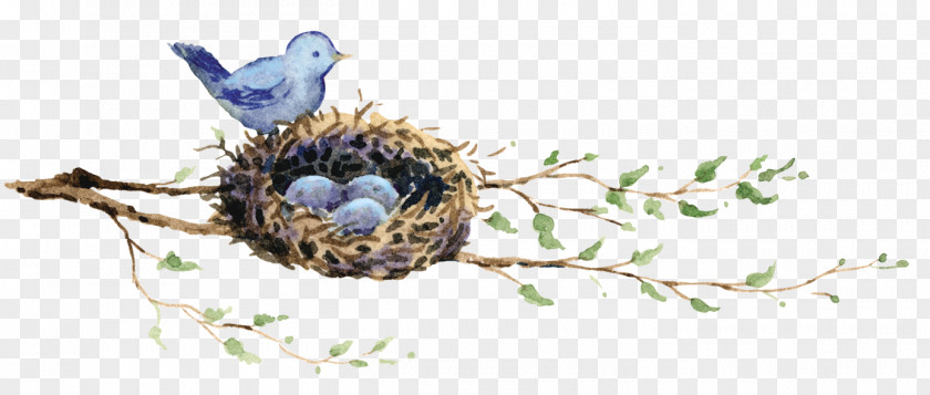 Bird Edible Bird's Nest Drawing PNG