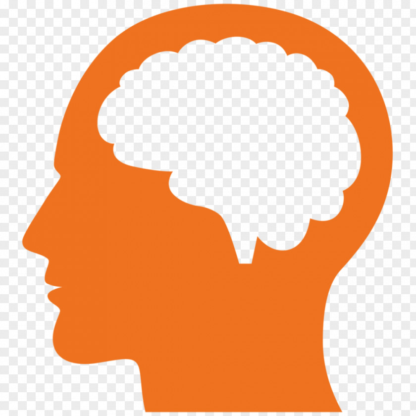 Brain How Your Works Human Clip Art PNG