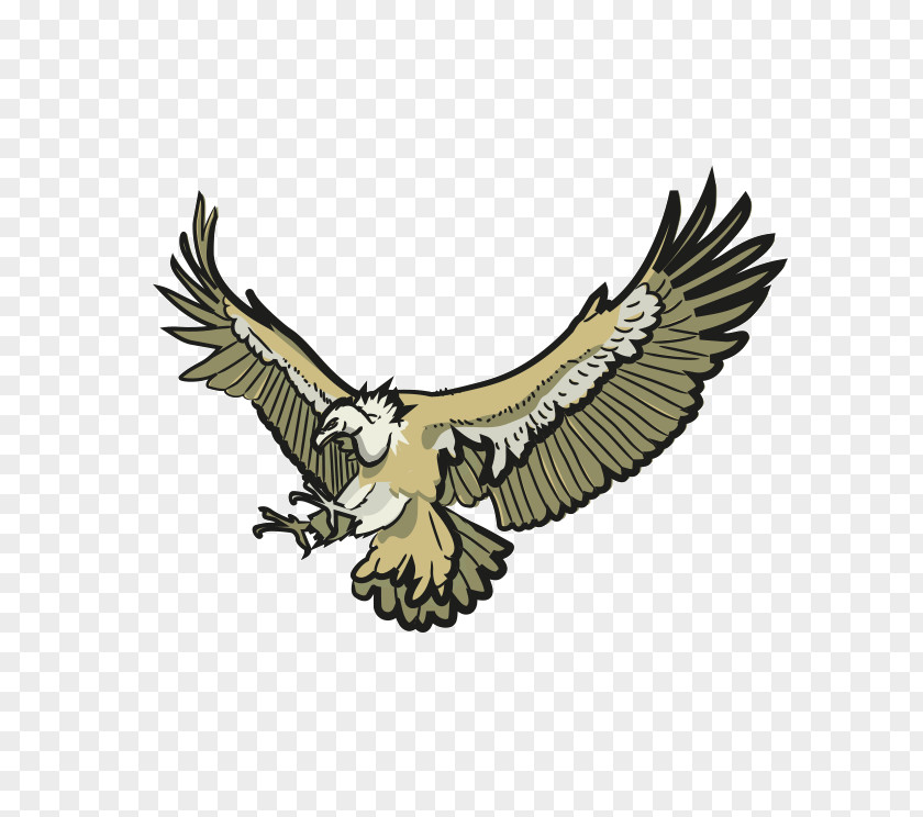 Owl Bald Eagle Hawk Buzzard PNG
