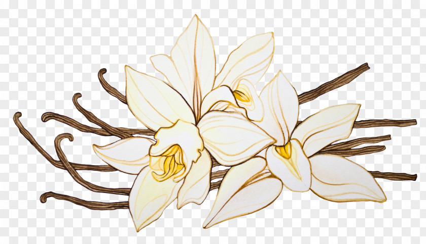 Vanilla Orchids Aroma Hot Chocolate Flower PNG
