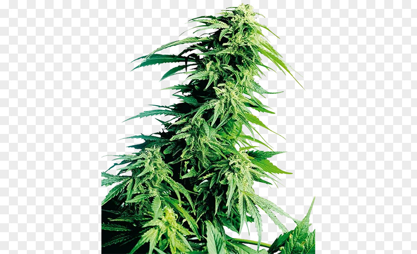 Cannabis Landrace Cultivation Kush Autoflowering PNG