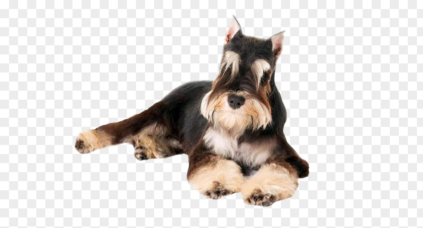 Dog Grooming Miniature Schnauzer Puppy Scottish Terrier German Pinscher PNG