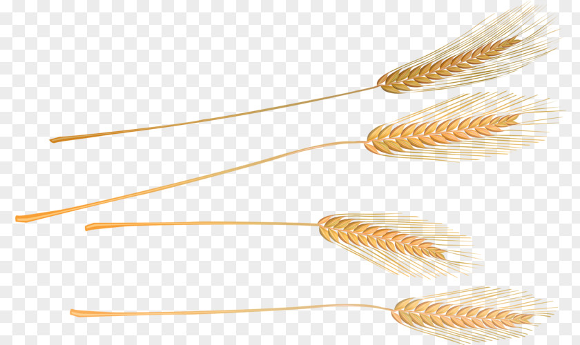 Golden Wheat Commodity Grasses PNG