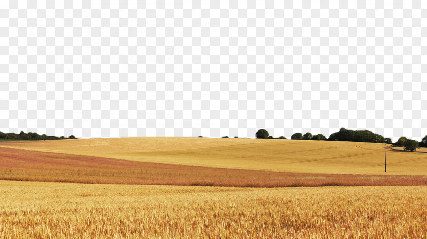 Golden Wheat Field Cereal Food Grain PNG