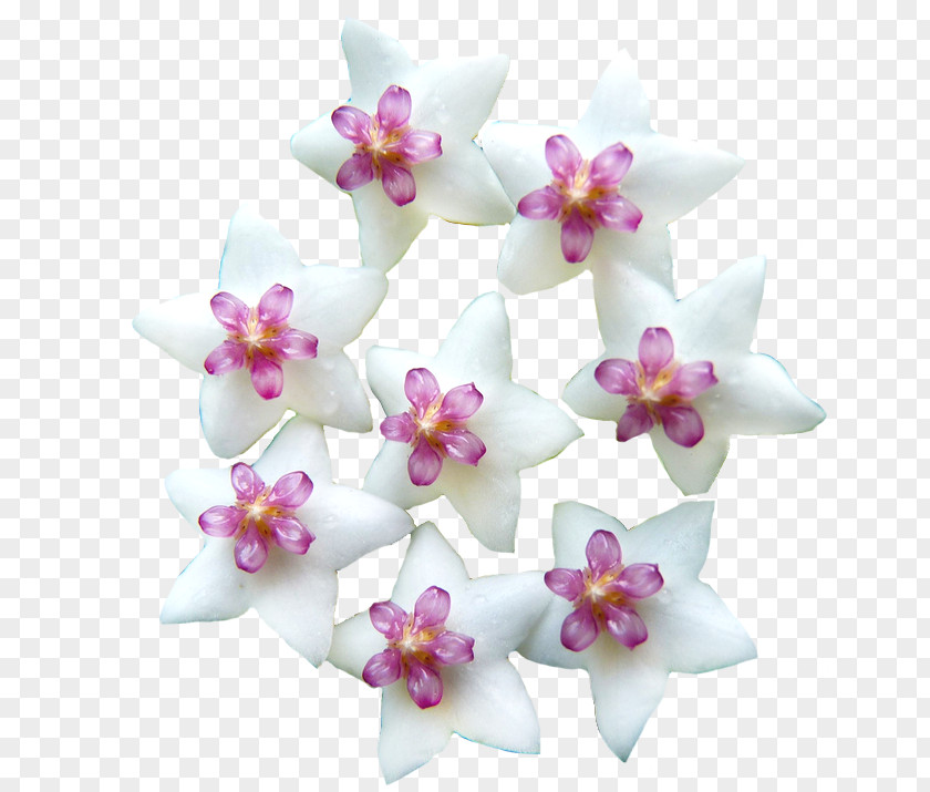 Wax Flower Moth Orchids Cut Flowers Pink M Petal RTV PNG