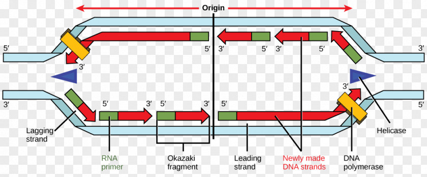 DNA Replication Polymerase Primase Okazaki Fragments PNG