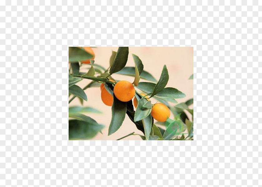 Garden Centre Kumquat Tangerine Mandarin Orange Rangpur Clementine PNG