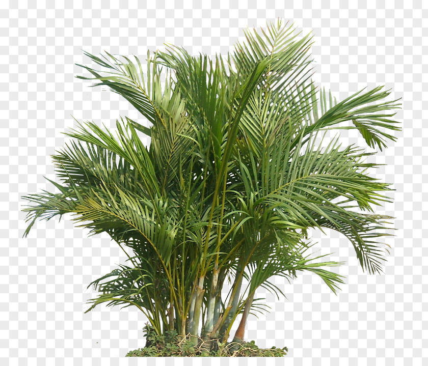 Palm Plant The Areca Houseplant Indoor Air Quality Gardening Health PNG