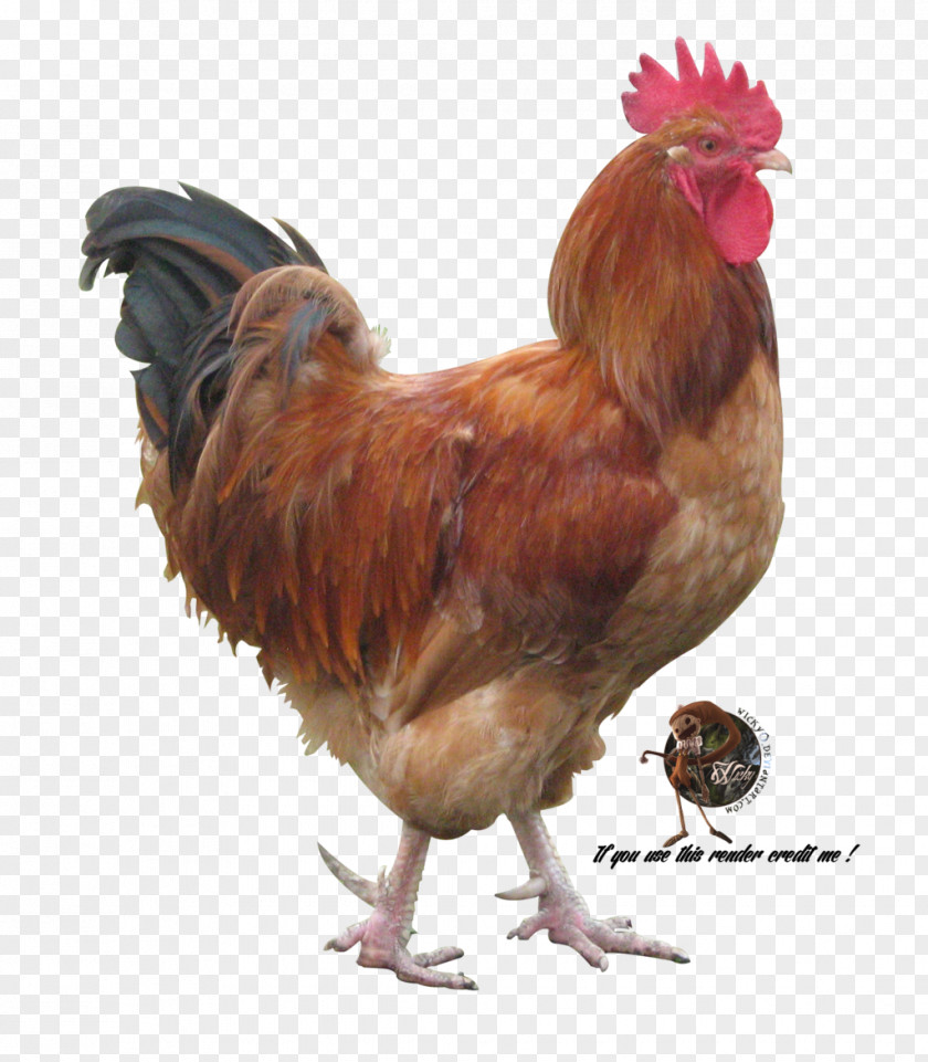 Rooster Chicken Phasianidae Bird Rendering PNG
