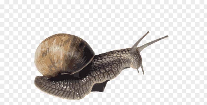 Snail Clip Art File Format Image PNG