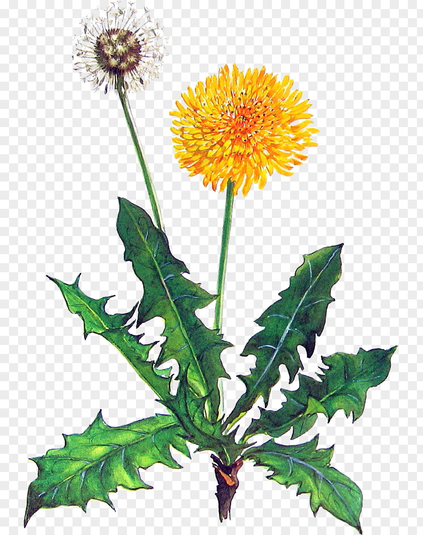 Flower Dandelion Plant Native Sowthistle PNG