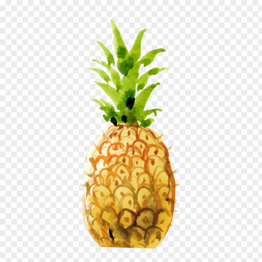 Hand-painted Pineapple Drawing PNG
