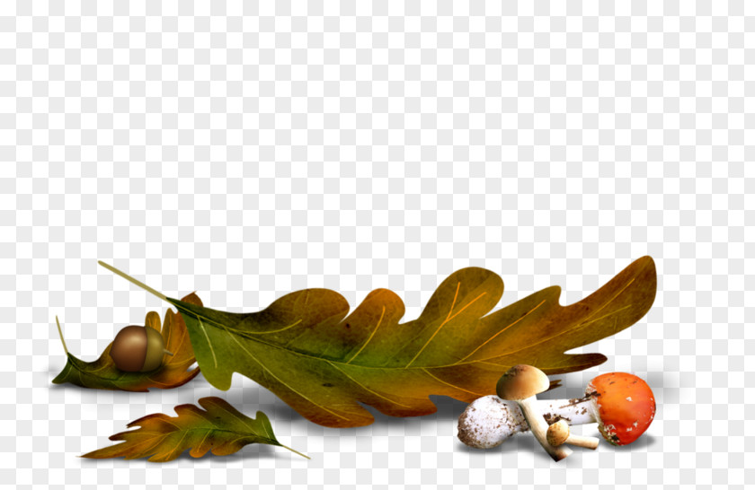 Leaf Flower Clip Art PNG