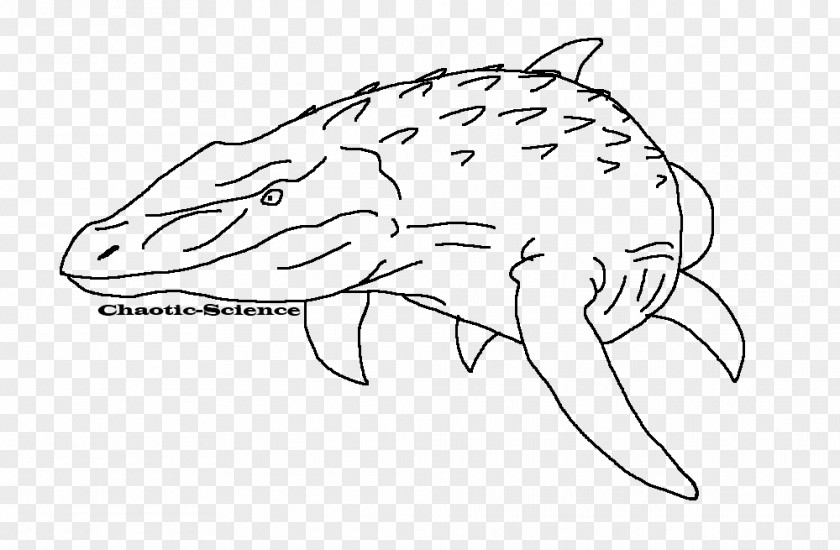 Mosasaurus Line Art Drawing Tylosaurus PNG