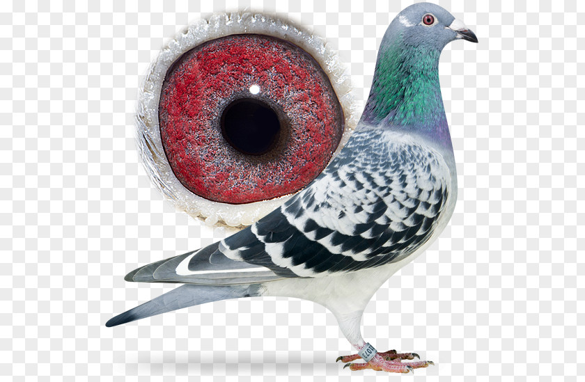 Sangers Pigeons Bv Columbidae Pigeon Racing Typical Aaldering PNG