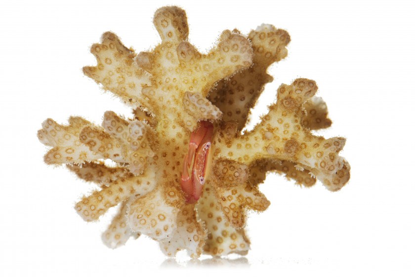 Starfish Crab Coral Reef Trapezia Staghorn PNG
