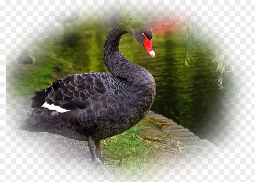 Swans Black Swan Bird Desktop Wallpaper Computer PNG