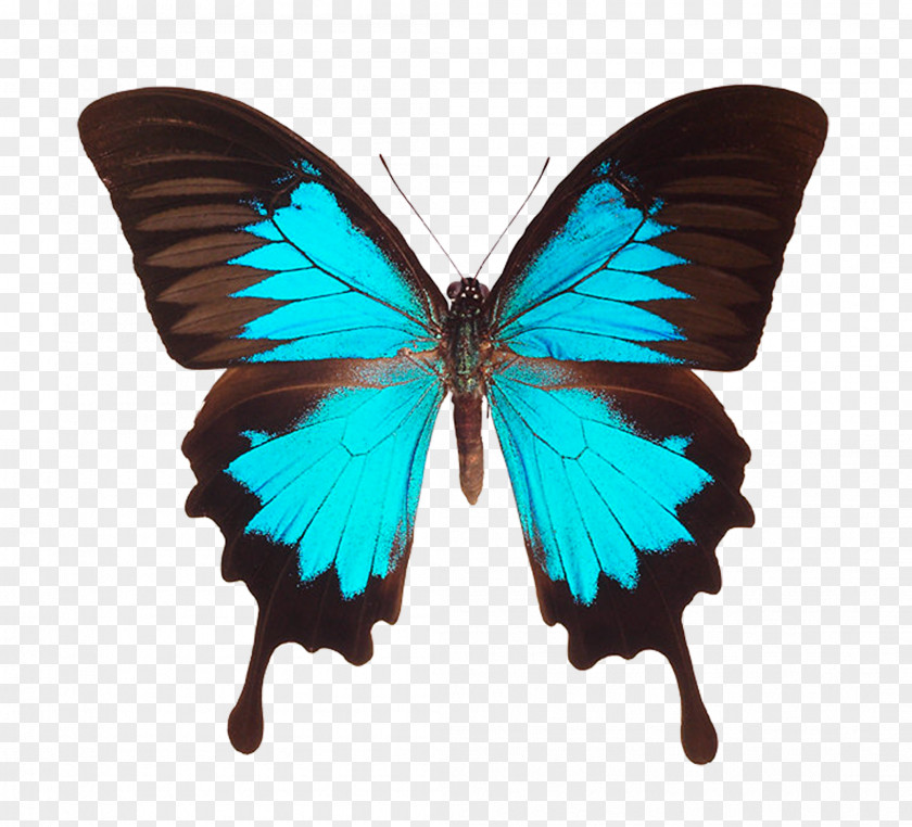 Caprice Bubble Ulysses Butterfly Menelaus Blue Morpho Swallowtail Black Morphinae PNG