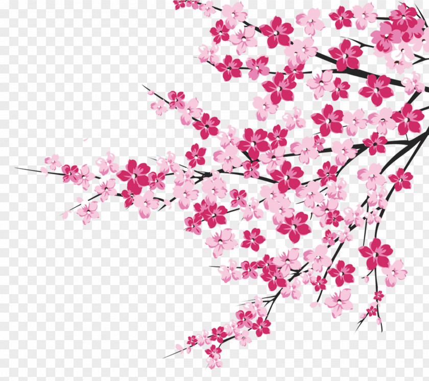 Cherry Tree Branches Blossom PNG