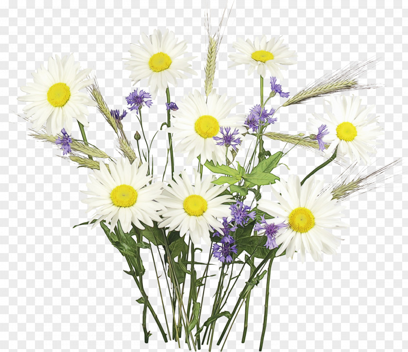 Wildflower Camomile Daisy PNG