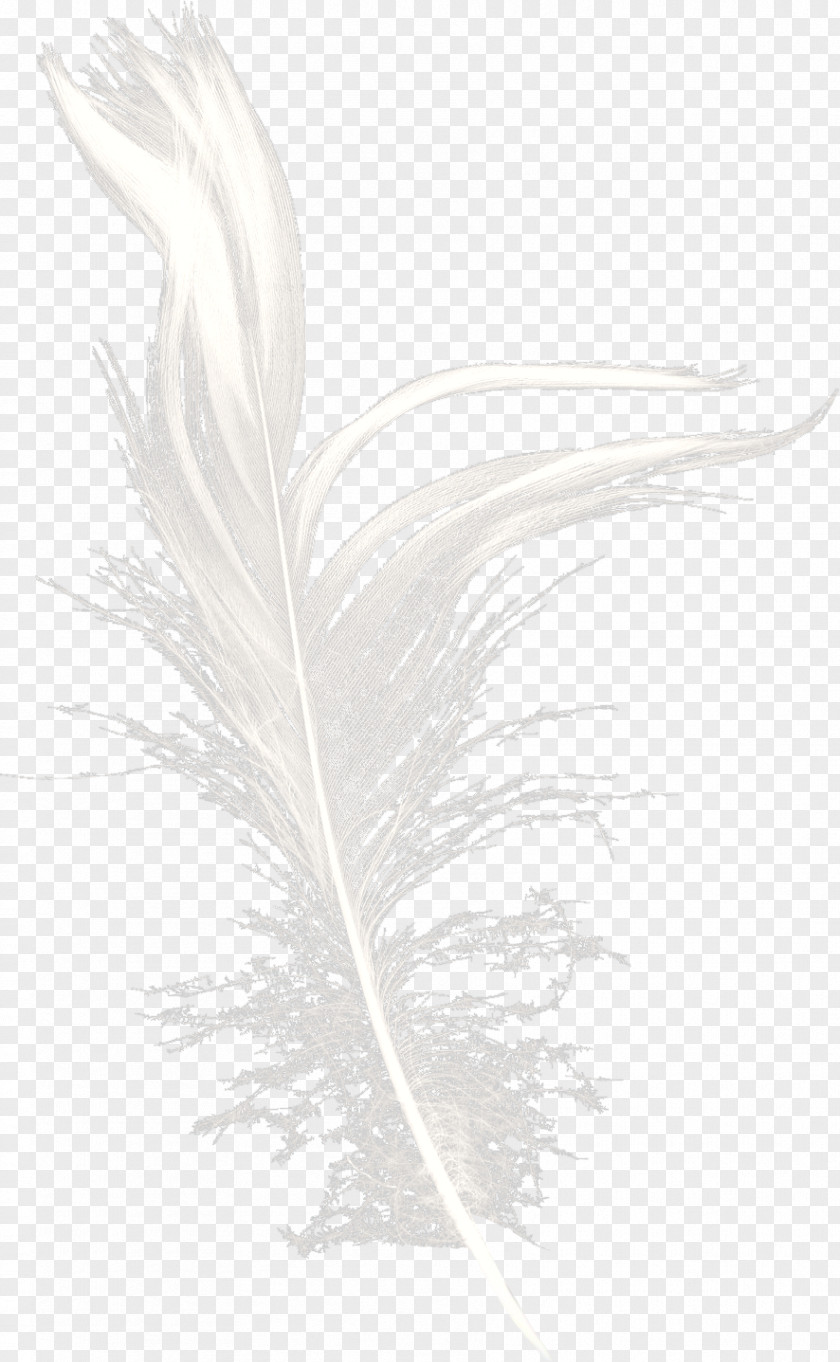White Feather Dream Black Pattern PNG
