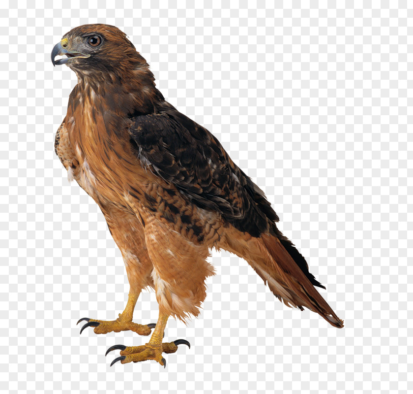 Bird Bald Eagle Clip Art PNG